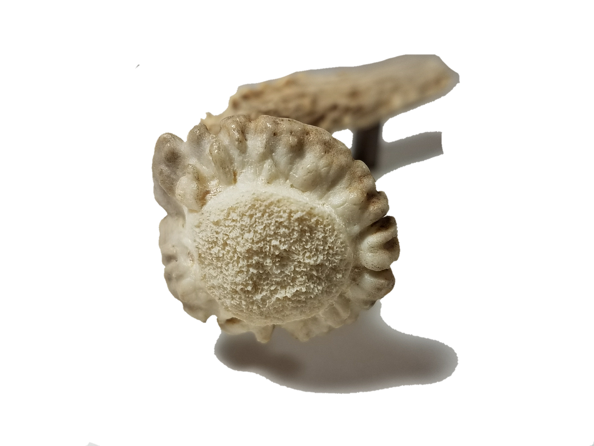 Shed Deer Crown and Beam Antler Handle Pull – Antler Artisans